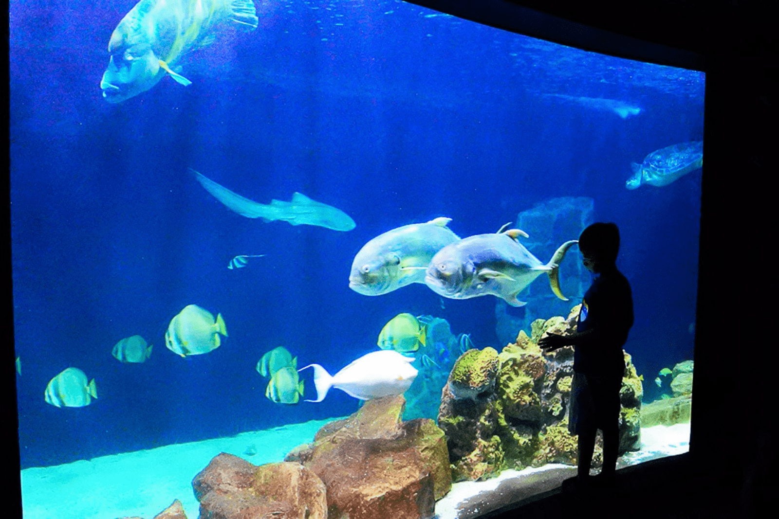 acquario-livorno-1