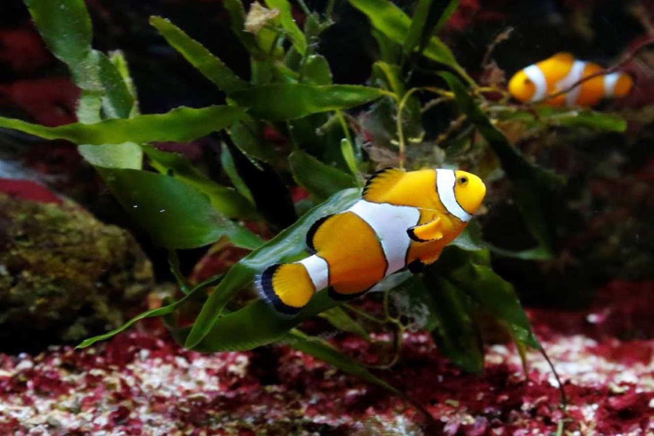 pesce_clown